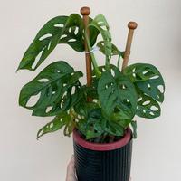 Pianta BABY Monstera adansonii