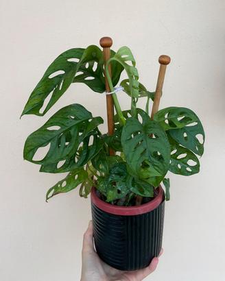 Pianta BABY Monstera adansonii