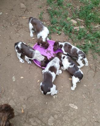 Springer Spaniel