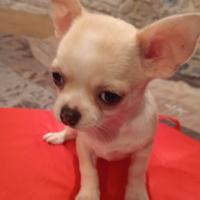 Chihuahua maschietto Pedigree