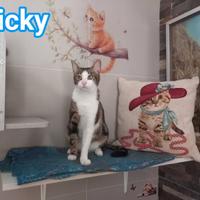 MICKY, affettuoso micio da adottare