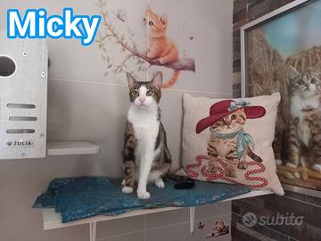 MICKY, affettuoso micio da adottare