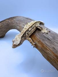 Geco Ciliatus - Tri
