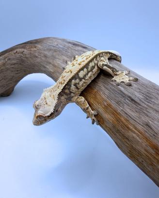 Geco Ciliatus - Tri