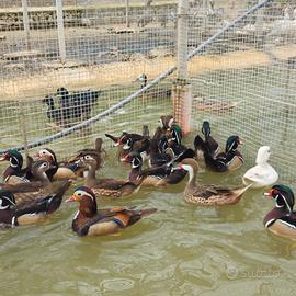 Anatre mandarino e carolina varie mutazioni