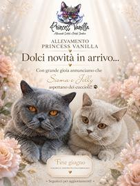 Ultima cucciola British pedigree campioni