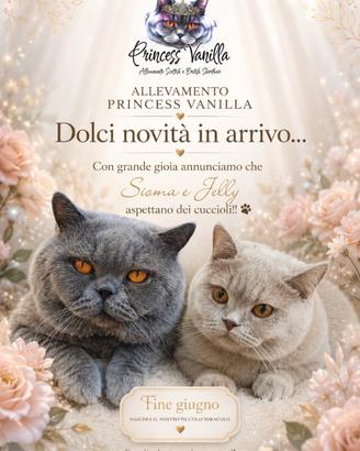 Ultima cucciola British pedigree campioni