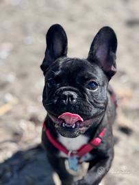 Bulldog francese X monta