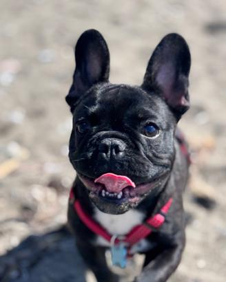 Bulldog francese X monta