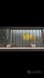 Canarini da canto malinois waterslager in purezza