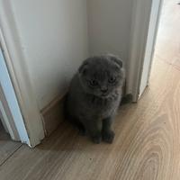 Gattini Scottish Fold