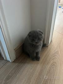 Gattini Scottish Fold