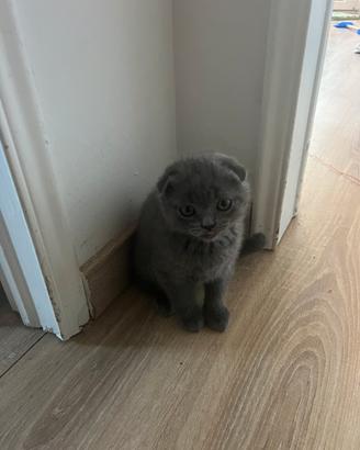 Gattini Scottish Fold