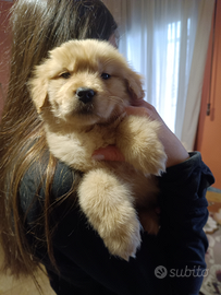 Golden retriever americani