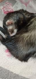 Cuccioli furetti
