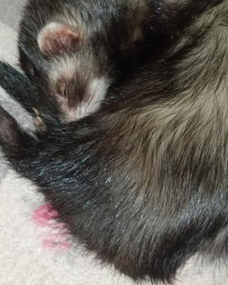 Cuccioli furetti