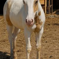 Puledro paint 12 mesi