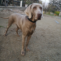 Cane bracco Weimaraner