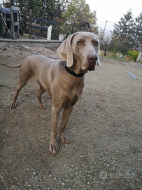 Cane bracco Weimaraner