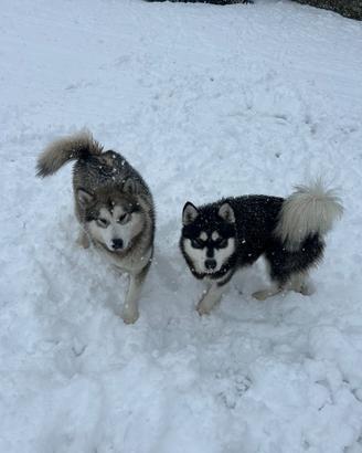 Splendidi cuccioli di Alaskan Malamute con Pedigre