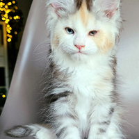 Maine coon