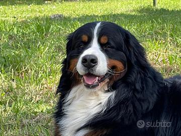 Cuccioli di Bovaro del Bernese