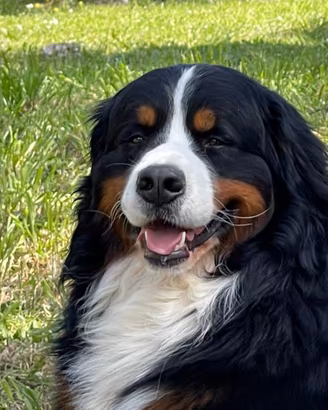 Cuccioli di Bovaro del Bernese