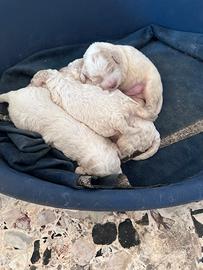 Cuccioli lagotto romagnolo
