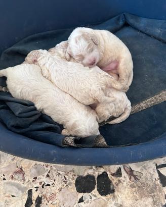 Cuccioli lagotto romagnolo