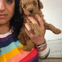 Barboncini toy minitoy e teacup