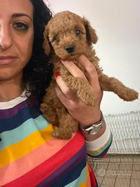 Barboncini toy minitoy e teacup