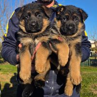 Cuccioli pastore tedesco ALTISSIMA GENEALOGIA