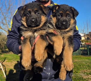 Cuccioli pastore tedesco ALTISSIMA GENEALOGIA