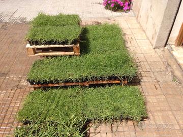 GRAMIGNONE PASPALUM VAGINATUM