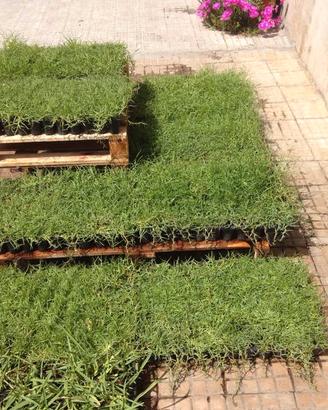 GRAMIGNONE PASPALUM VAGINATUM