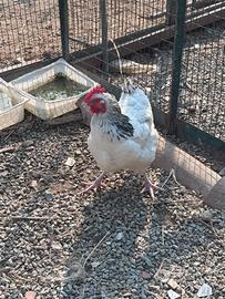 Gallina Sussex Columbia