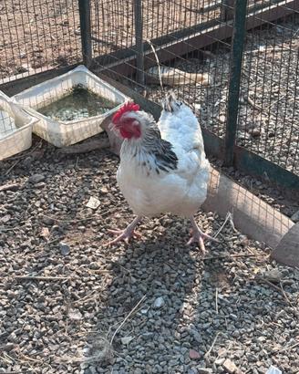 Gallina Sussex Columbia