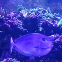 Pesce unicorno marino