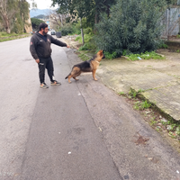 Cane da pastore tedesco