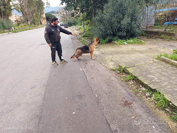 Cane da pastore tedesco