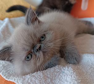 Gatti Persiani exotic shorthair