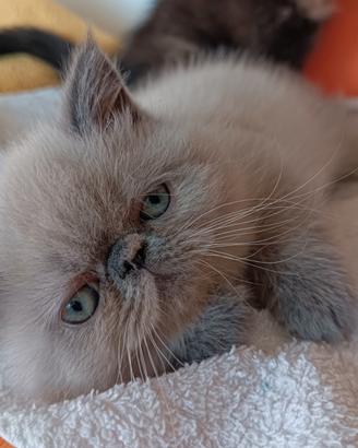 Gatti Persiani exotic shorthair
