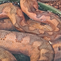 Candoia paulsoni red