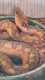 Candoia paulsoni red