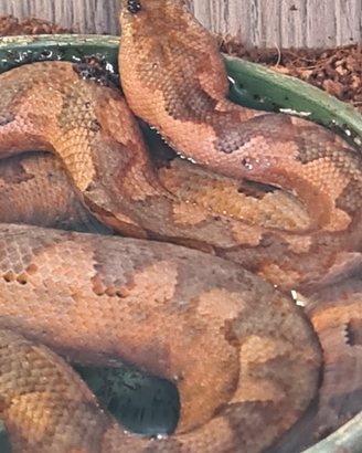 Candoia paulsoni red