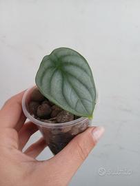 Pianta Alocasia Silver Dragon