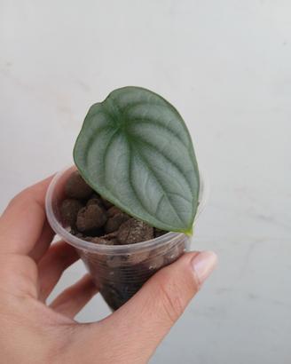 Pianta Alocasia Silver Dragon