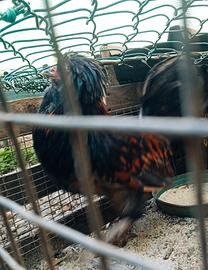Gallo padovano