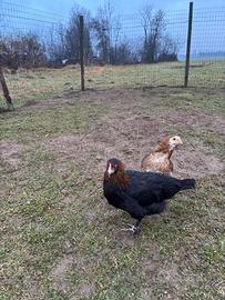 Pulcini marans araucana