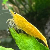 Neocaridine Davidi Yellow Golden Back